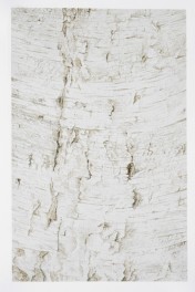 Bäume - Birke, 25 x 39 (Aquarell von Gitta von Felten)