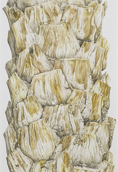 Palmrinde, 21 x 31 (Aquarell von Gitta von Felten)