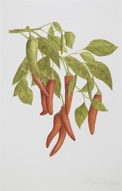 Chillies, 25 x 39 (Aquarell von Gitta von Felten)
