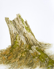 Morsche Strünke, 38 x 47.5 (Aquarell von Gitta von Felten)