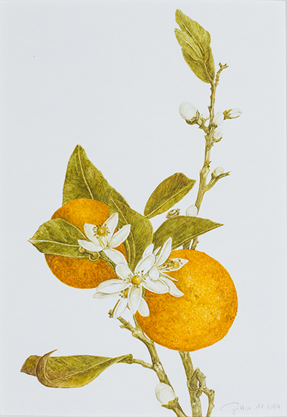 Orangenzweig, 21 x 31 (Aquarell von Gitta von Felten)